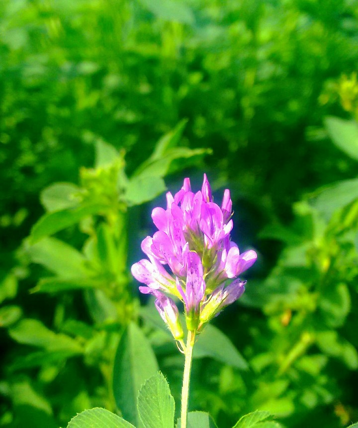 flor de alfalfa