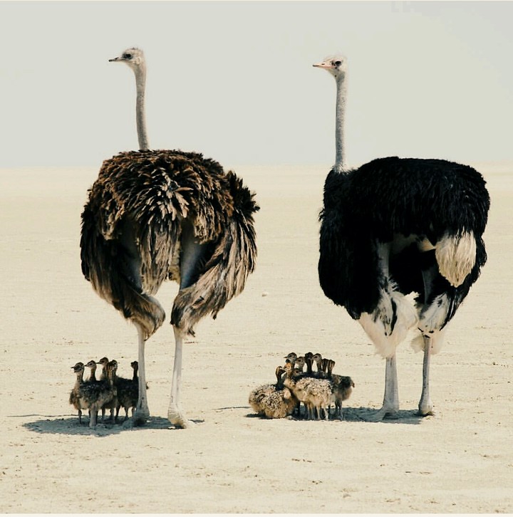 Ostrich