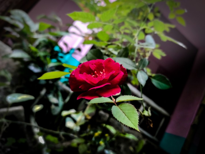 Rose