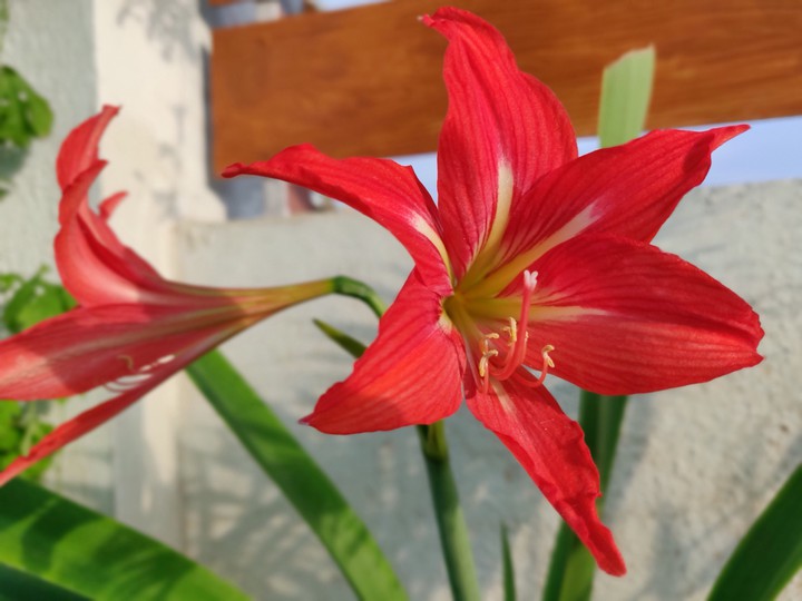 Evening Red Flower