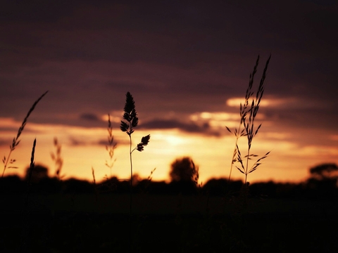 רקעים evening, sunset