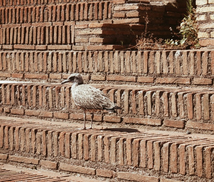 Rome birds