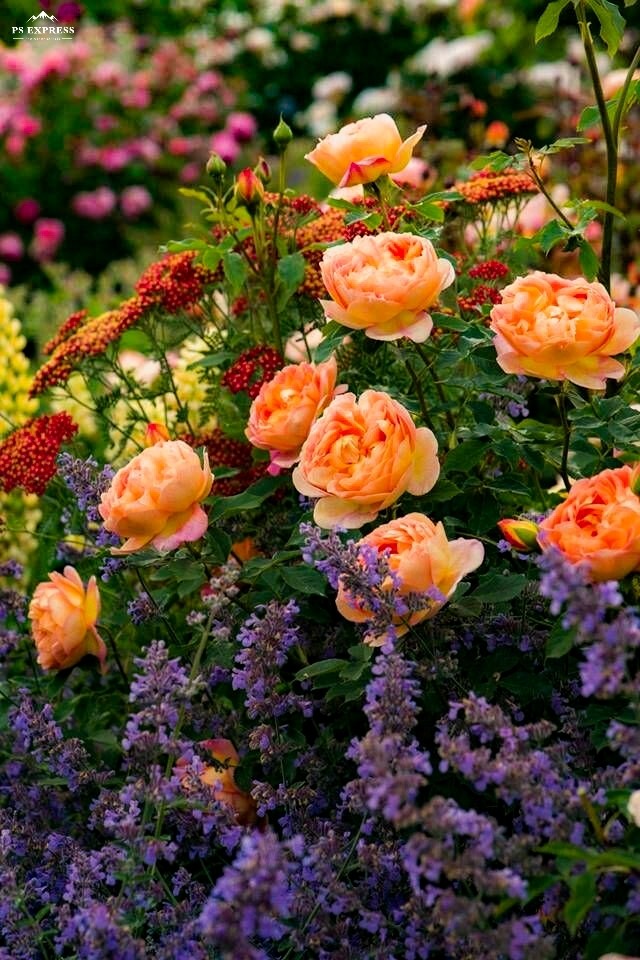 Garden Flowers