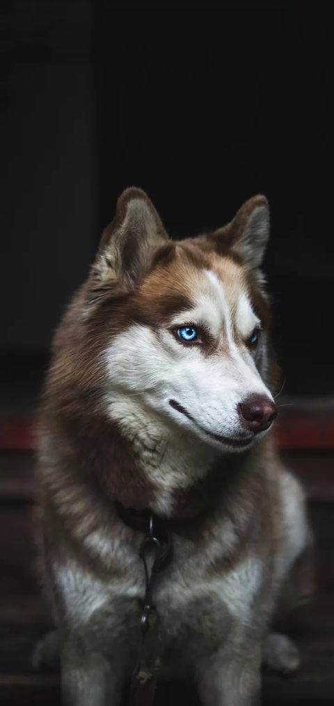 sfondi dog, Carnivore