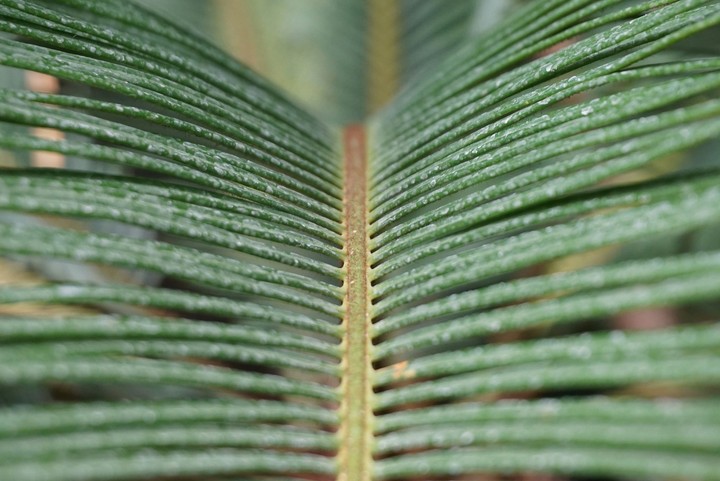 Palm.)