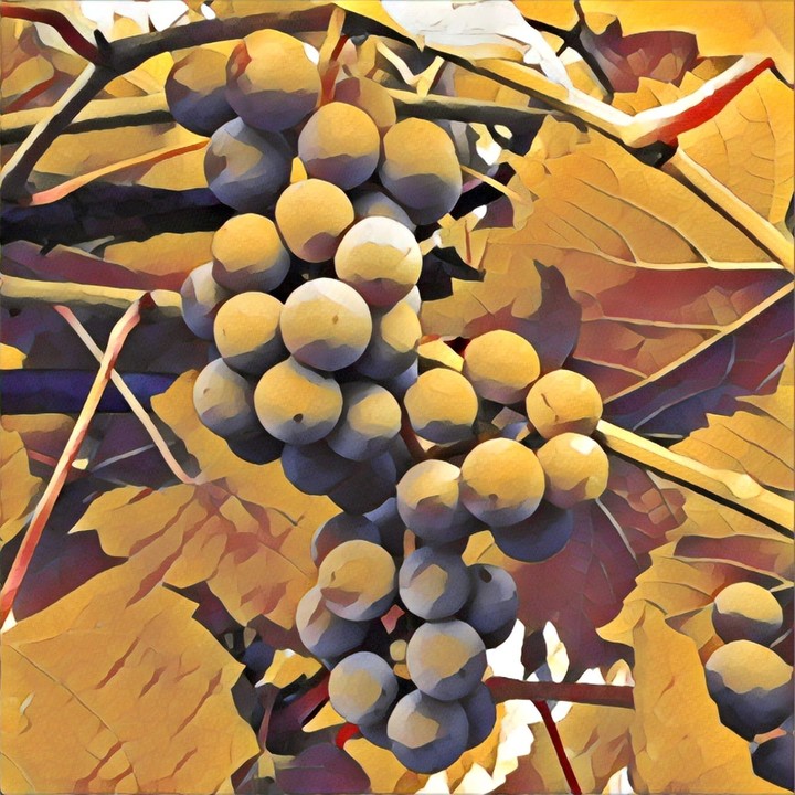 Grape