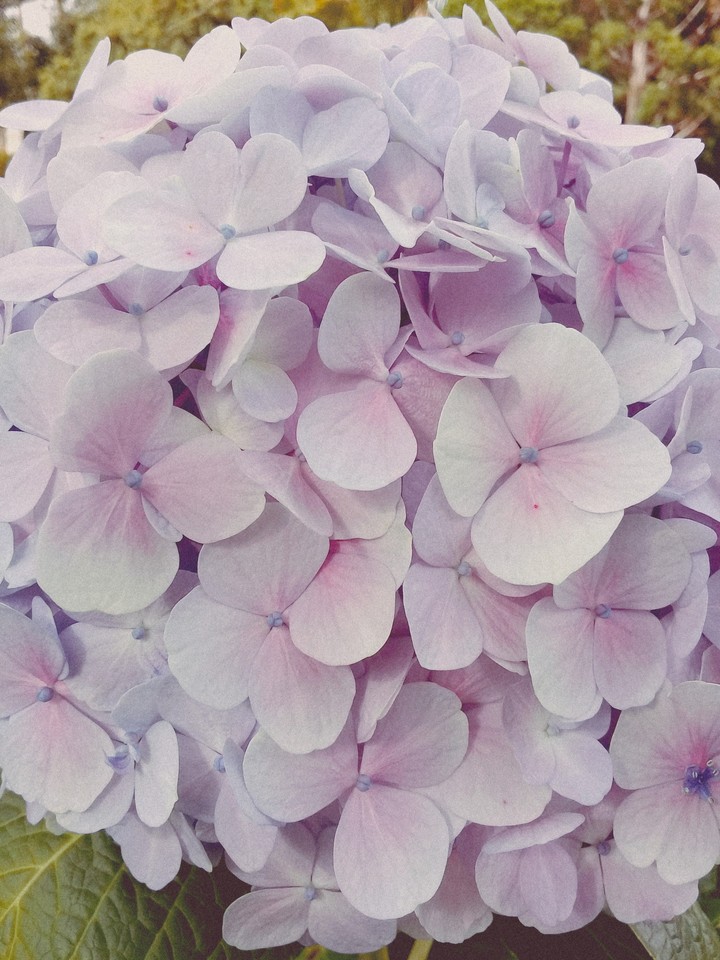 Hydrangea