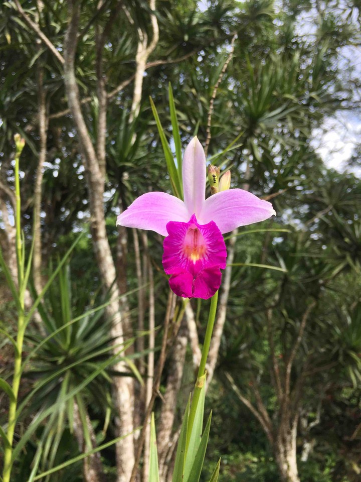 flor