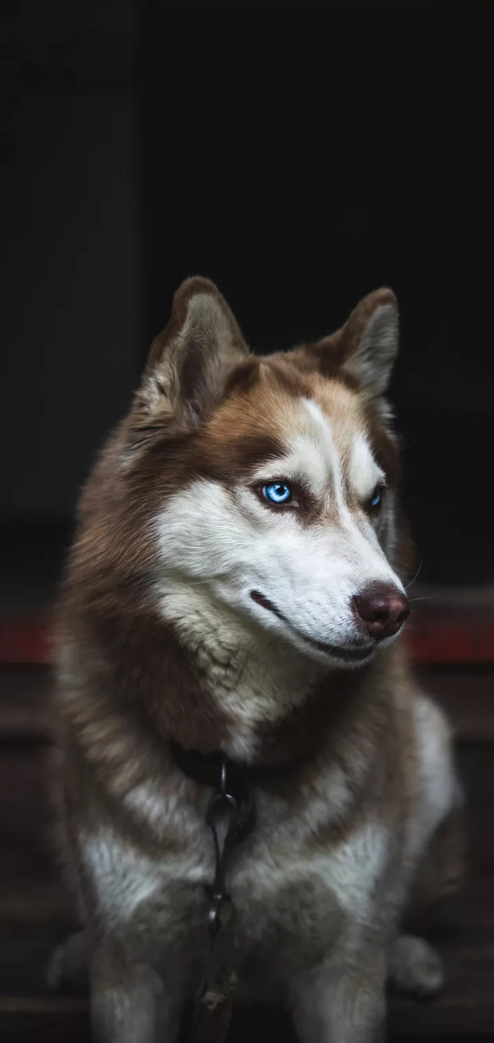 ???