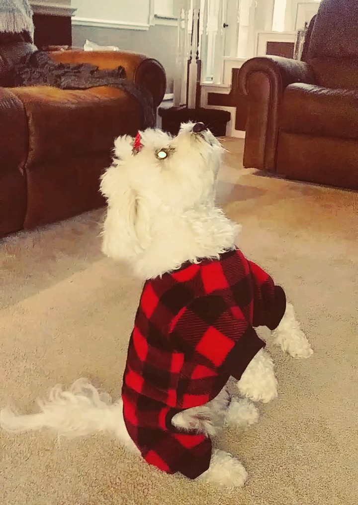Dog at Attention