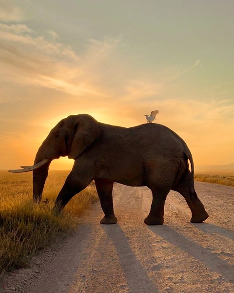 тапети savanna, sunset