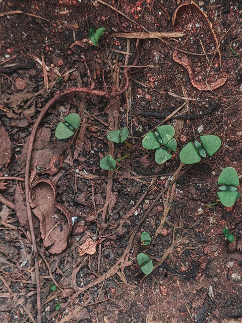 обои plant, soil