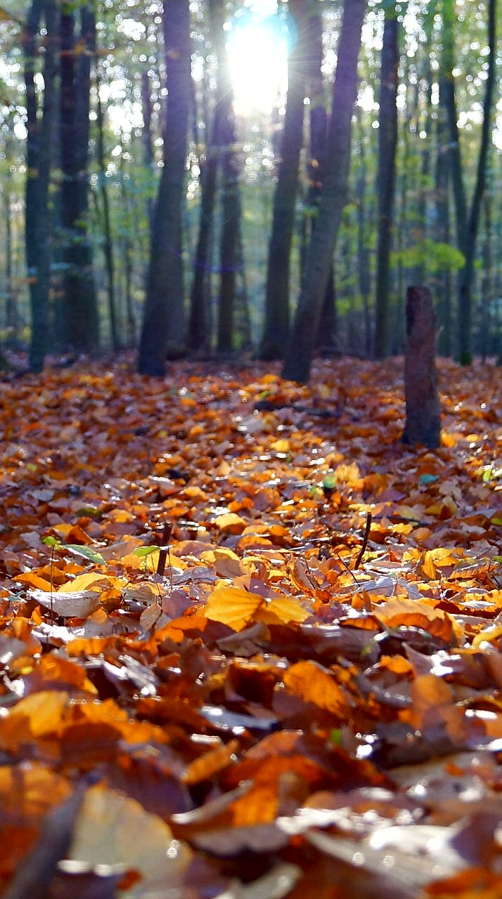 Fall
