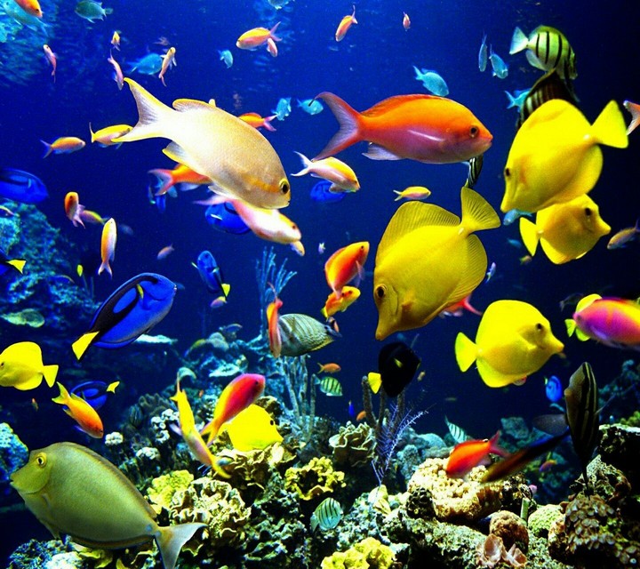 Colourfull fish