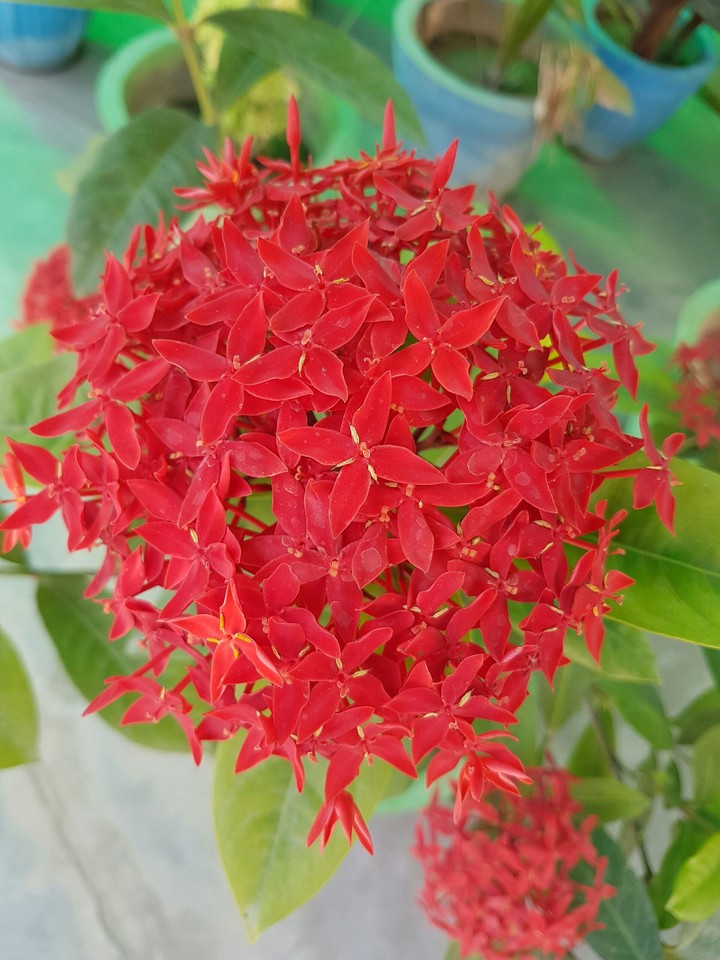 flowers