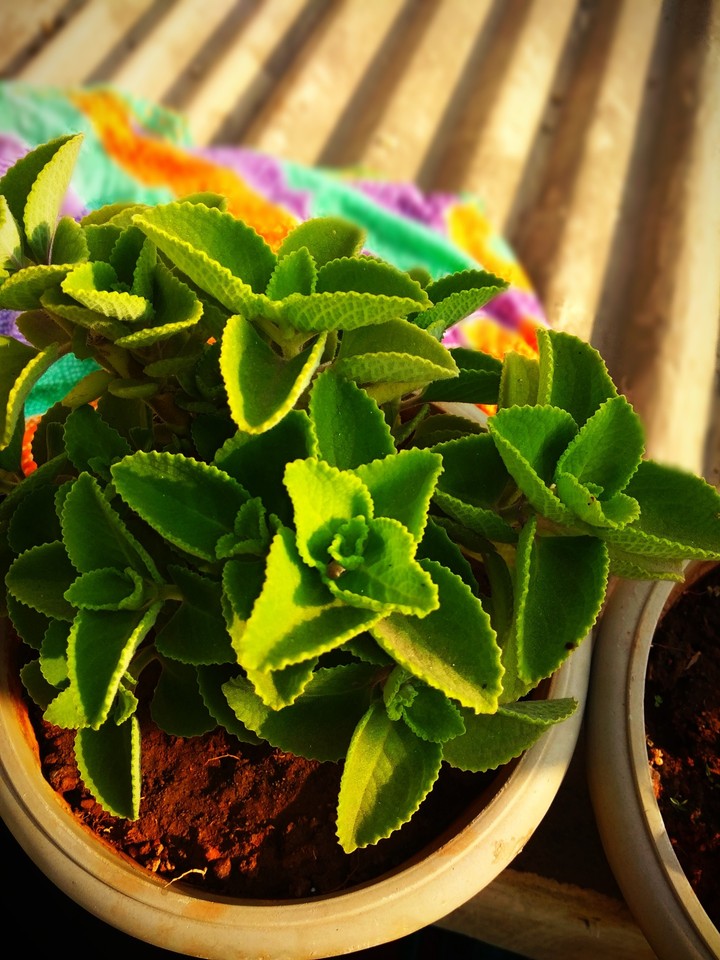 green