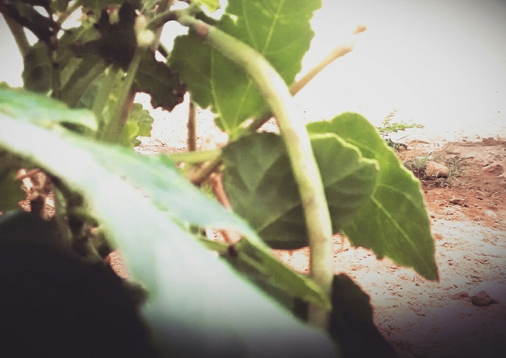 leaves