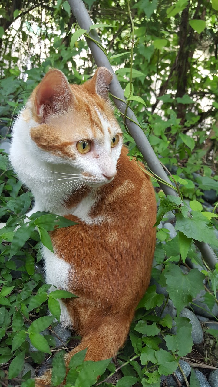 cat