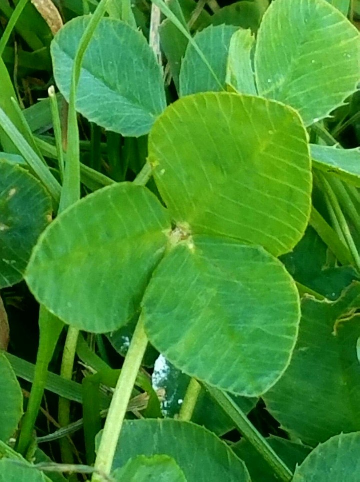 clover