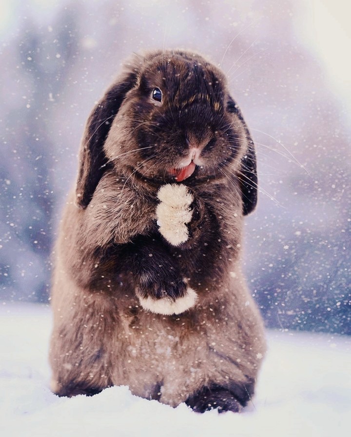 bunny