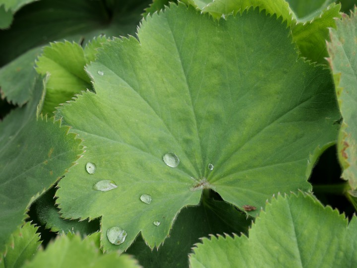 Blätter/Leafs, Regentropfen/Raindrops