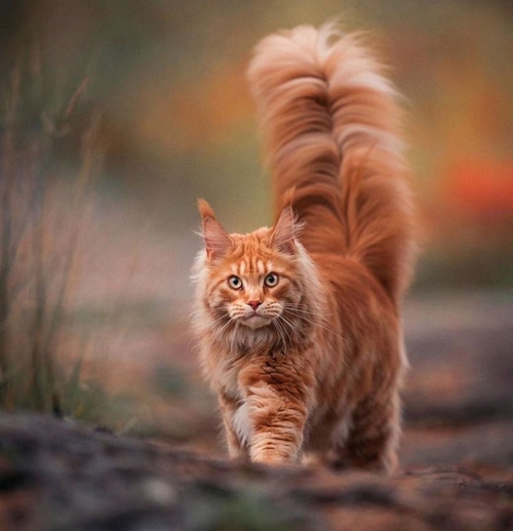 Fluffy kitty
