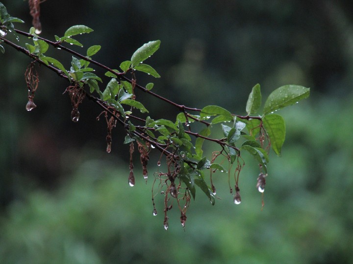 dew
