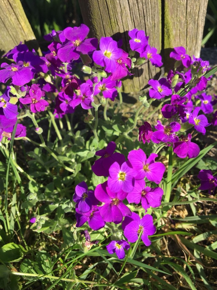 Purple Flower