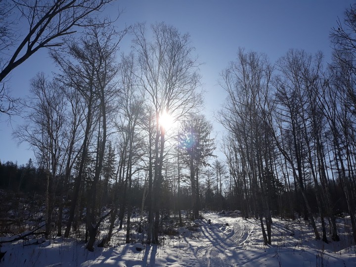 winter forest