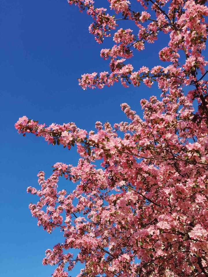 blooming tree