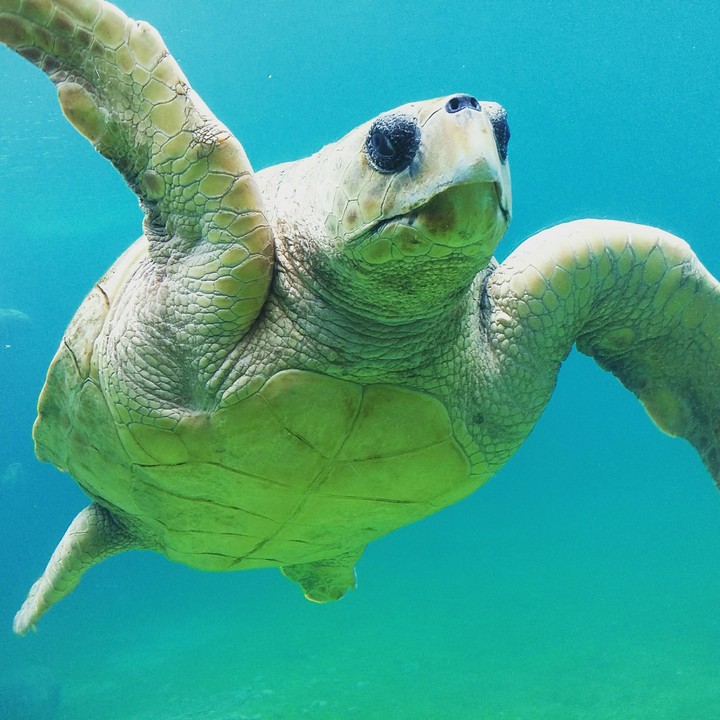 Turtle