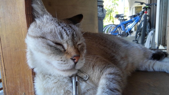 ねこ