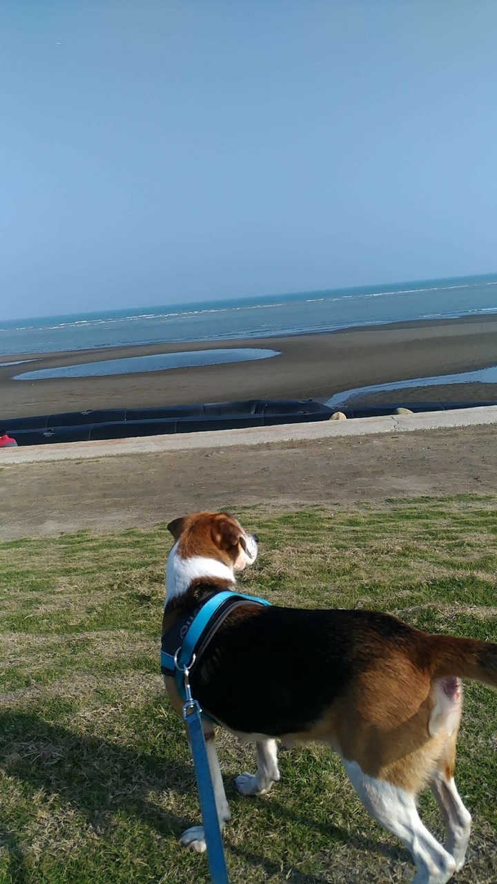 看海的狗