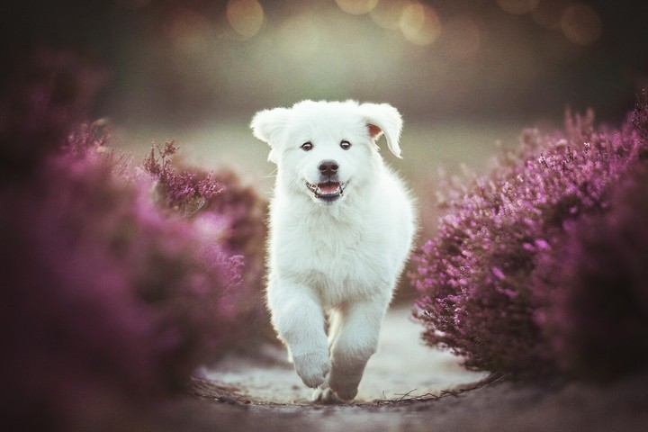 same to my pet dog TUFFY
