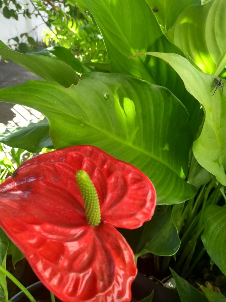 flower red