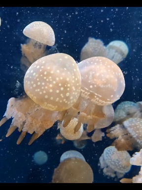 jellyfish