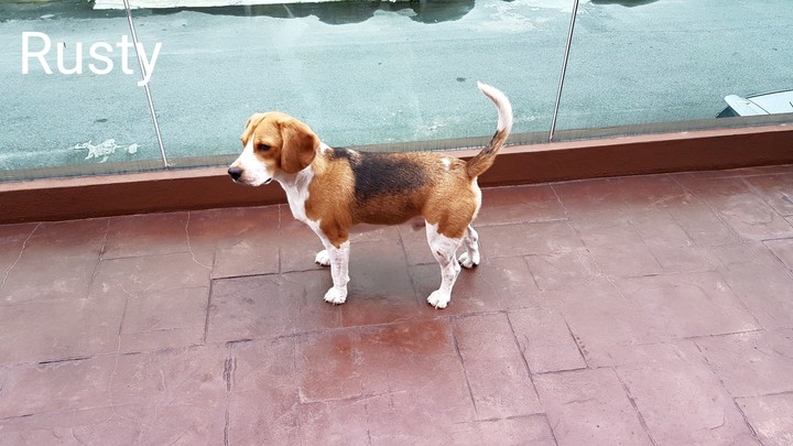 My pet