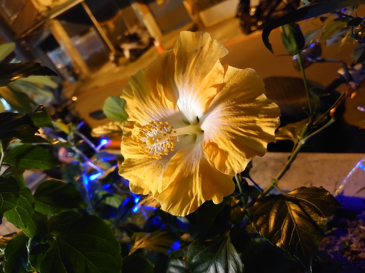 the flower