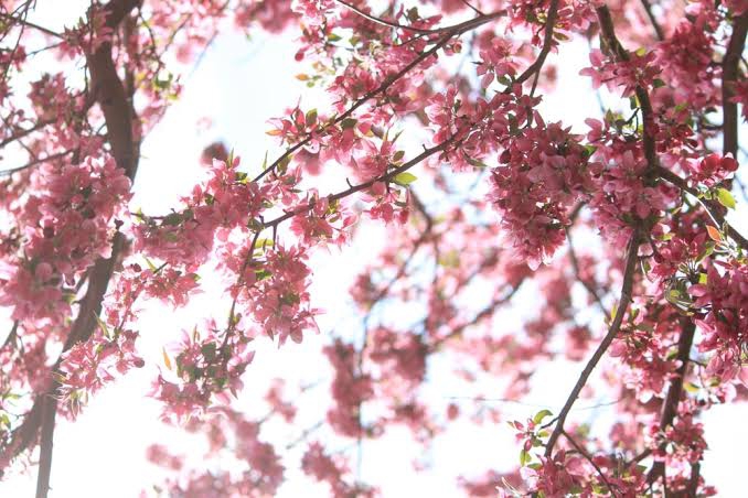 Blossom