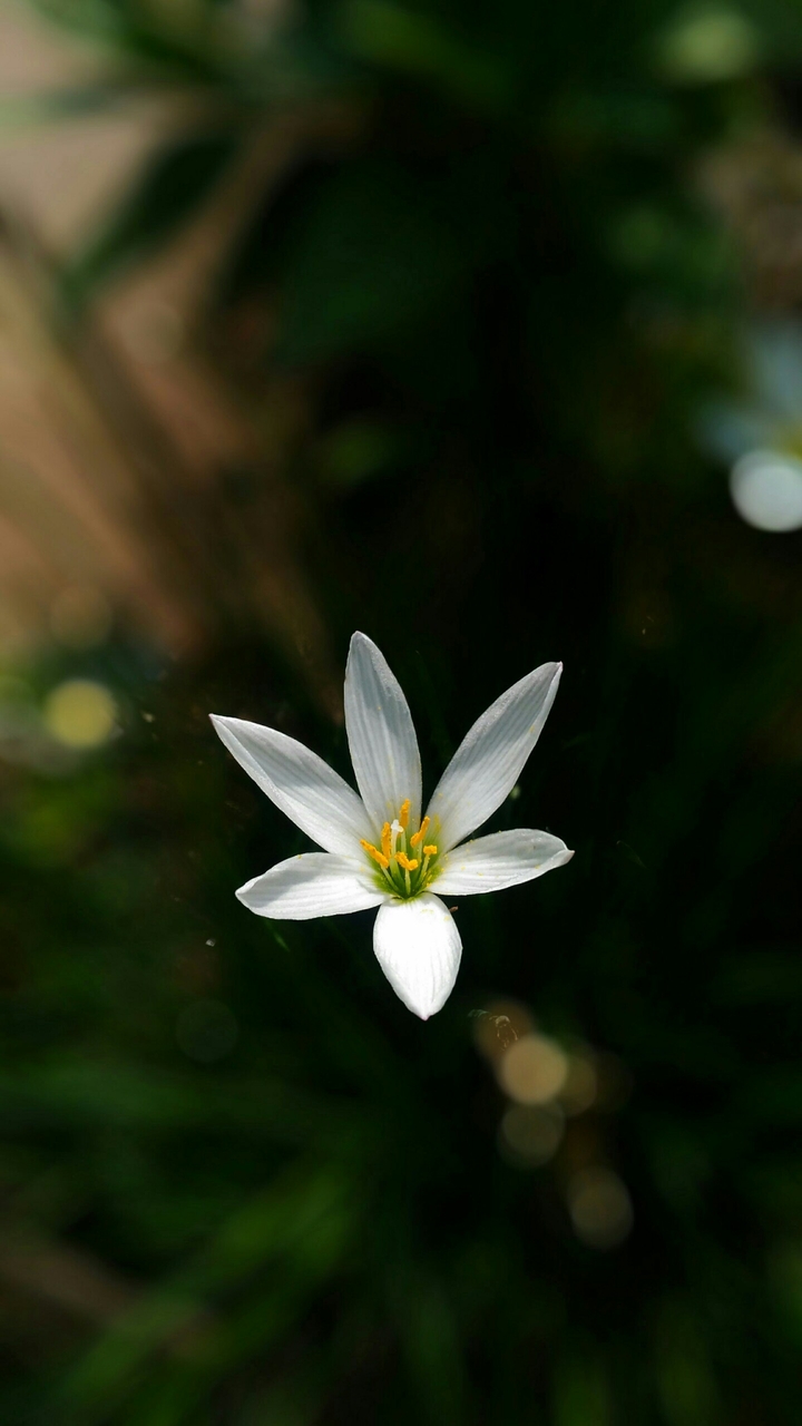 flower