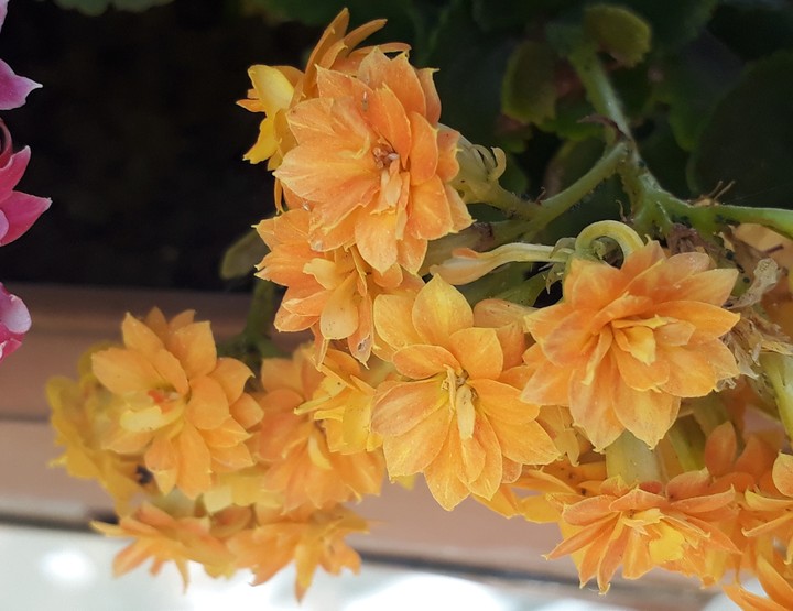 yellow flowers