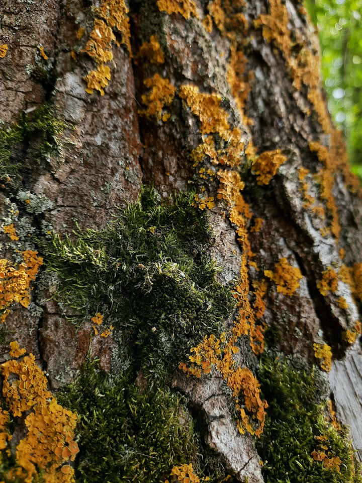 moss