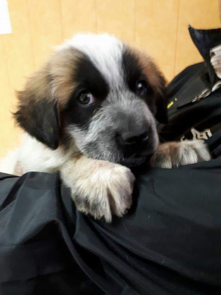 My little dog