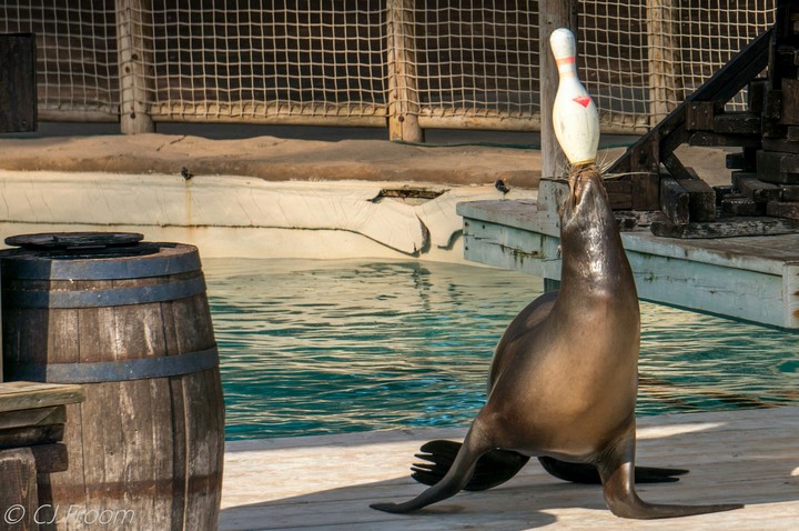 sea lion
