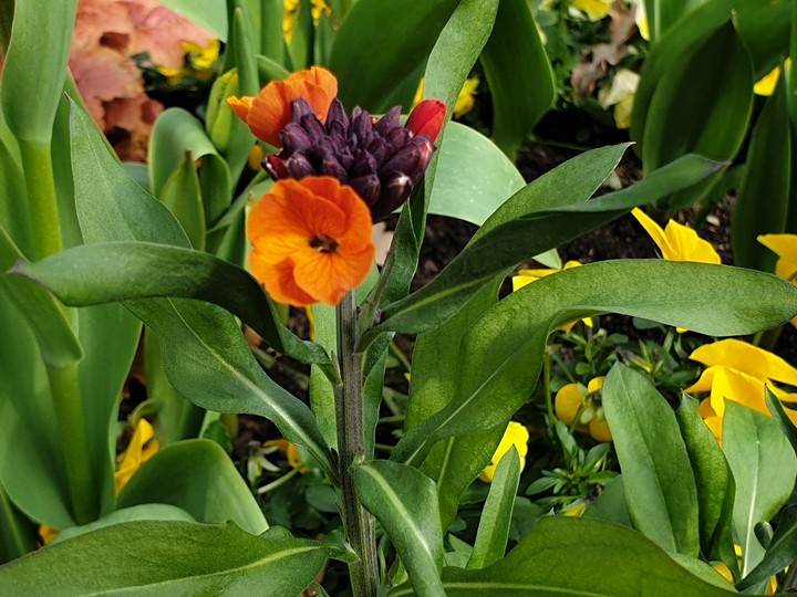 flower