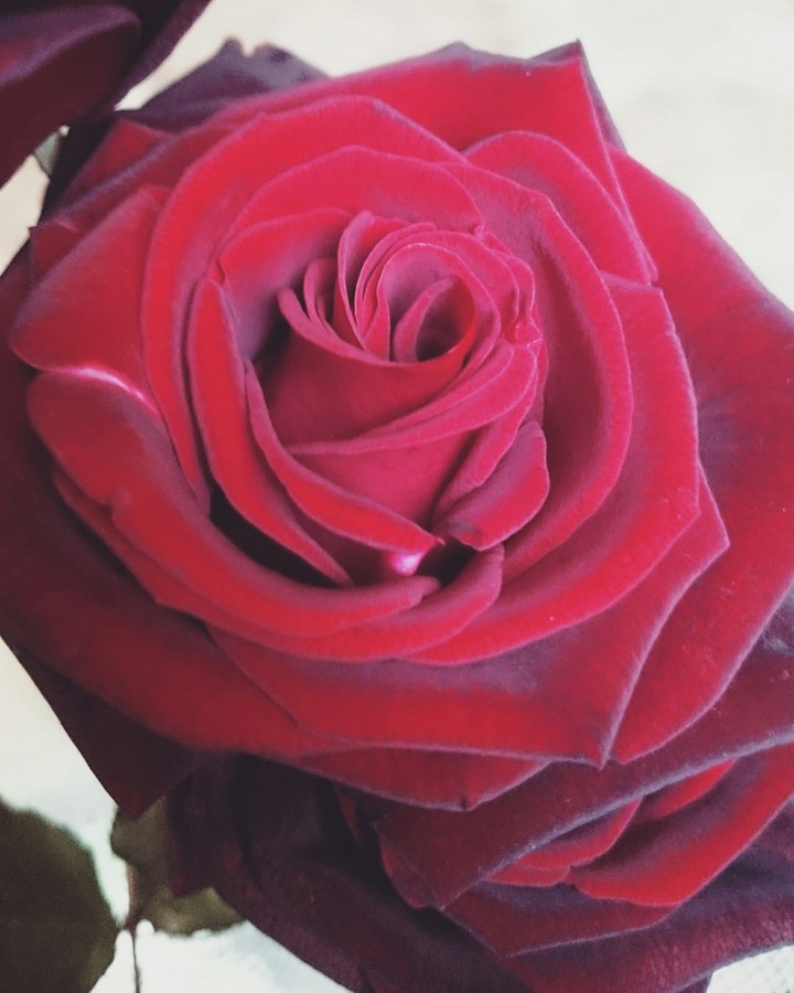 rose