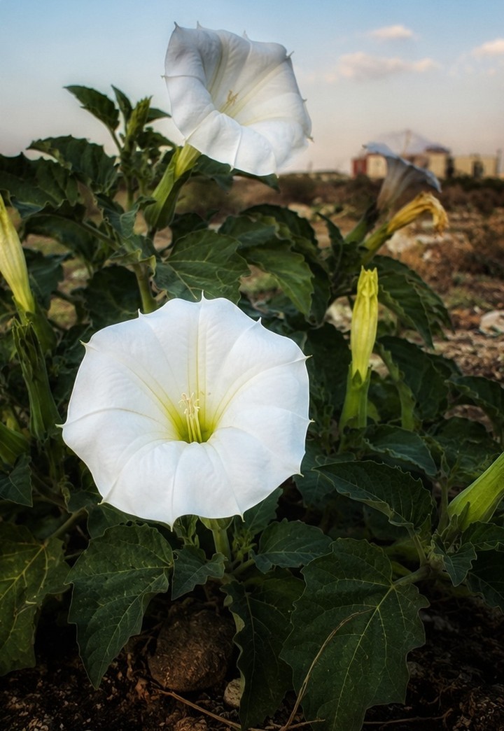 шпалери flower, Close-up