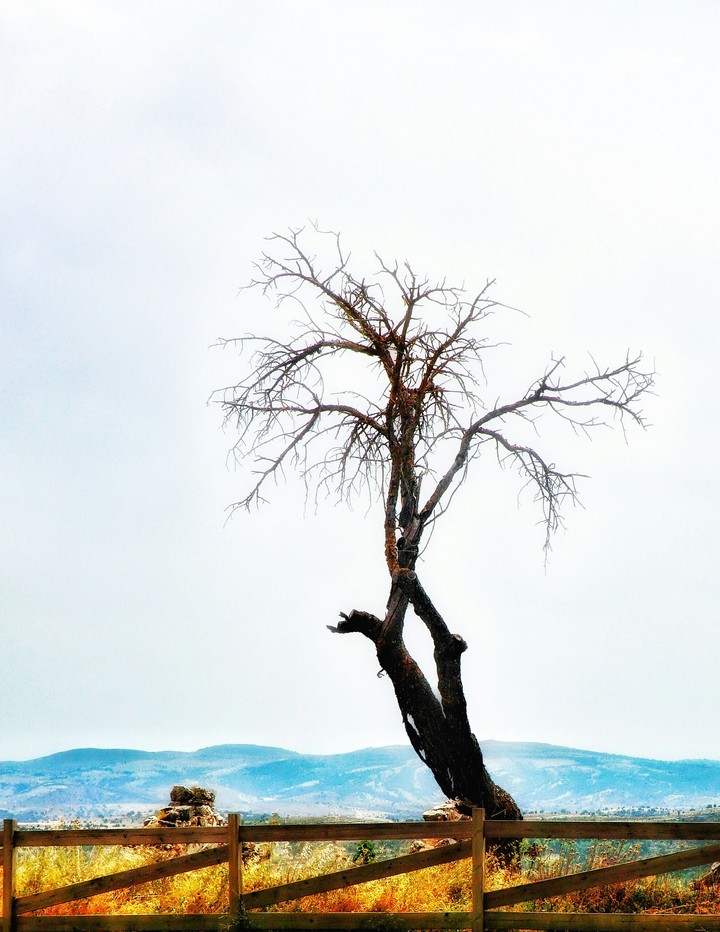 Minimalist tree