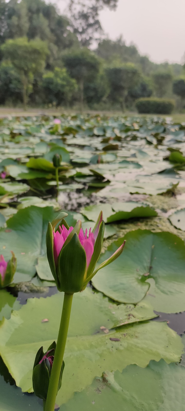 lotus flower