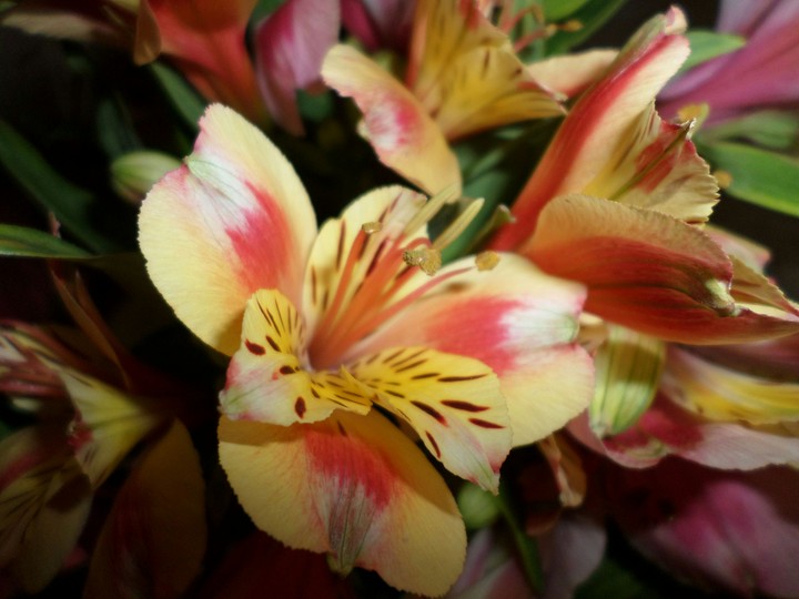flower
